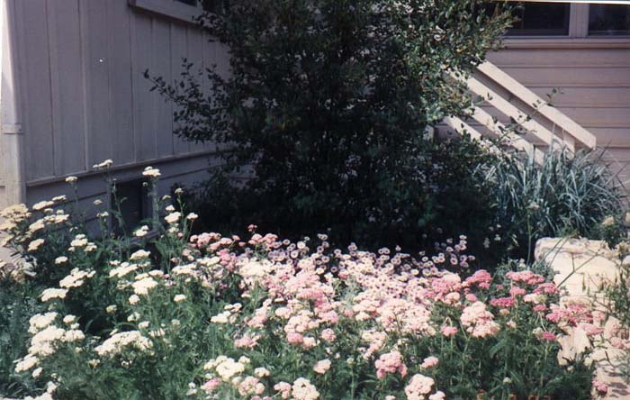 Plant photo of: Achillea millefolium occidentalis