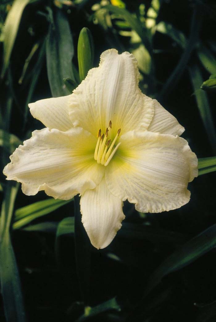 Plant photo of: Hemerocallis 'Joan Senior'