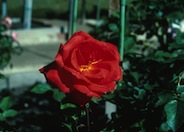 Rose selected cultivars