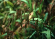 Northern Sea Oats, Bamboo Grass