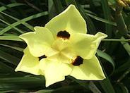 Yellow Dietes or Fortnight Lily