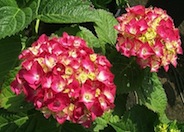 Garden Hydrangea