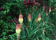 Red-Hot Poker, Torch Lily