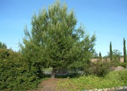 Allepo Pine