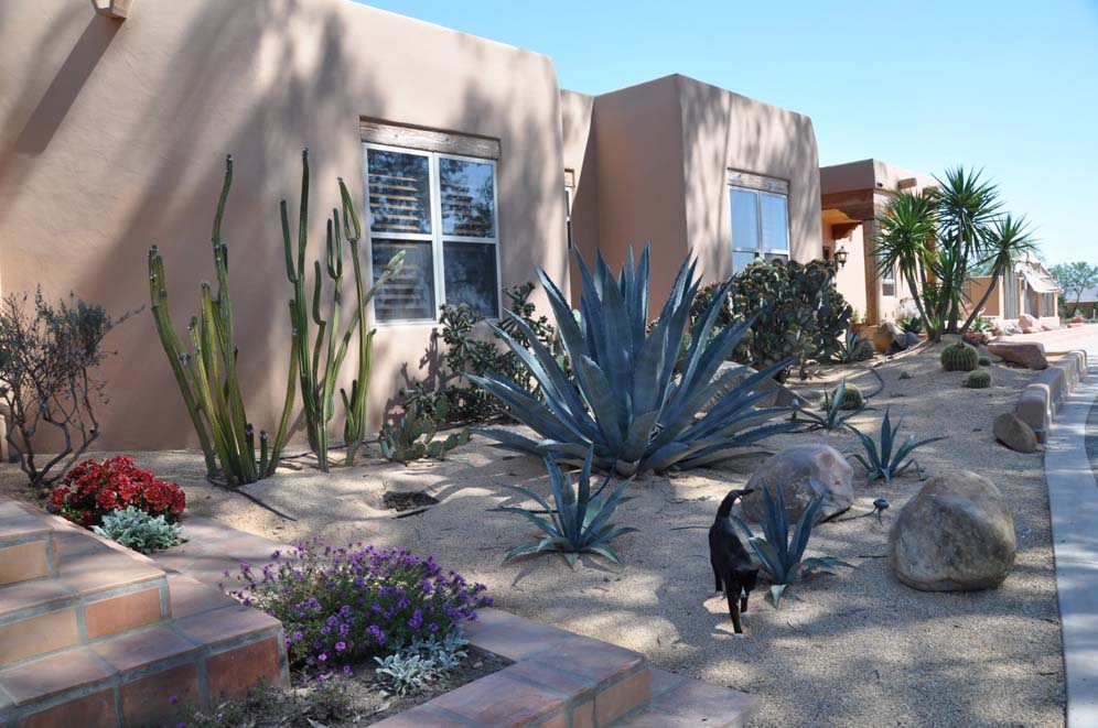 Cacti and Kitty