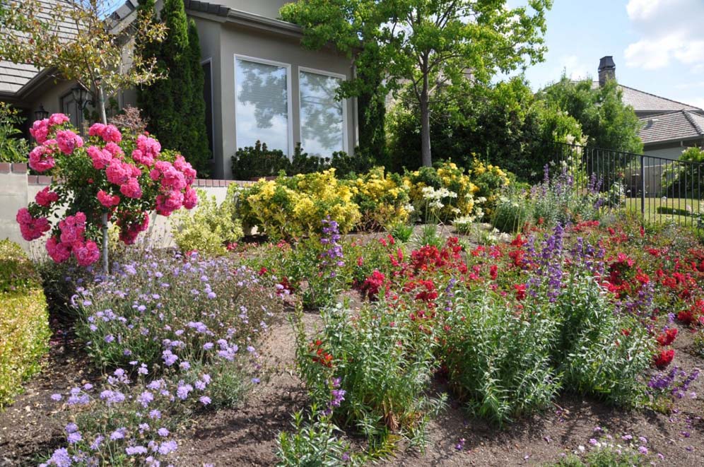 Penstemon and Friends