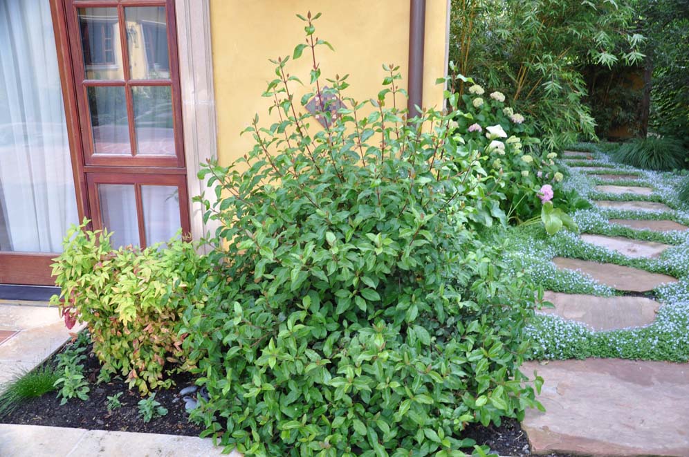 Sea of Green Corner Bed