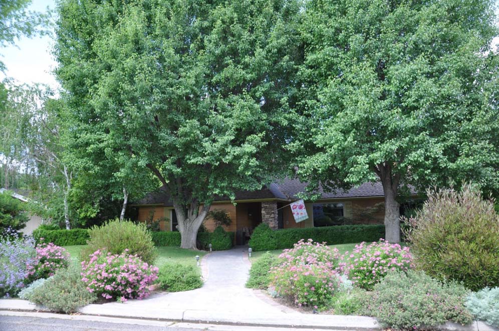 Forest Front Yard