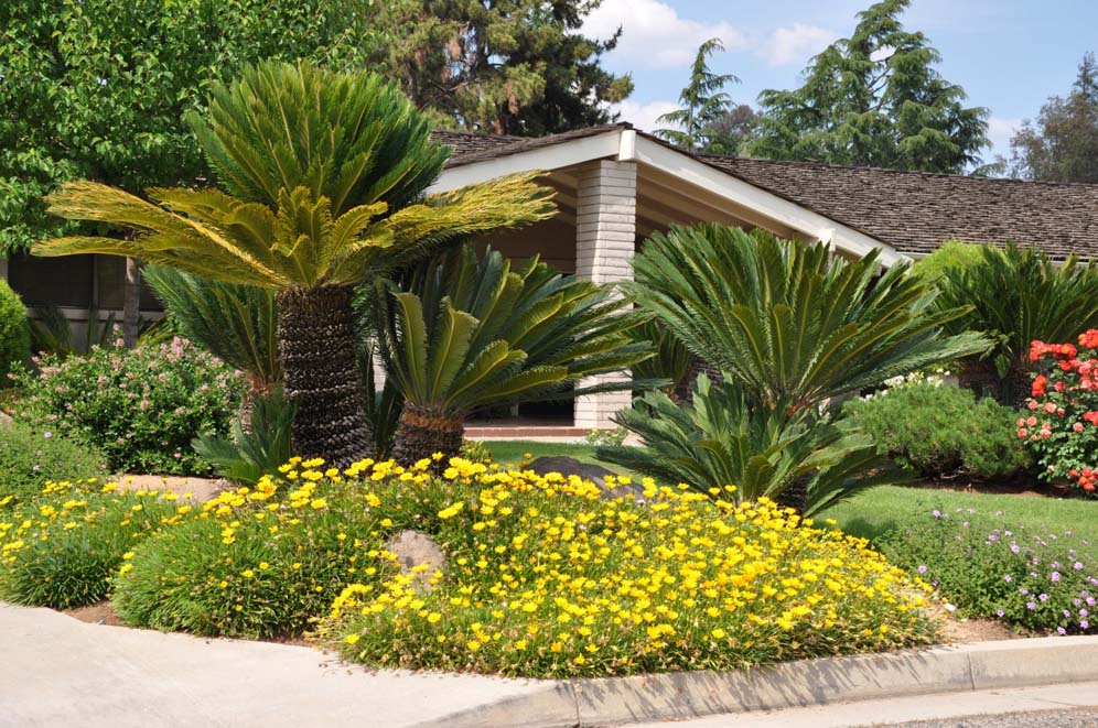 Sago Palm Garden