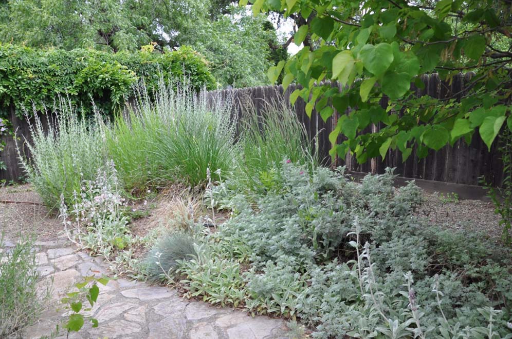 Back Meadow Russian Sage