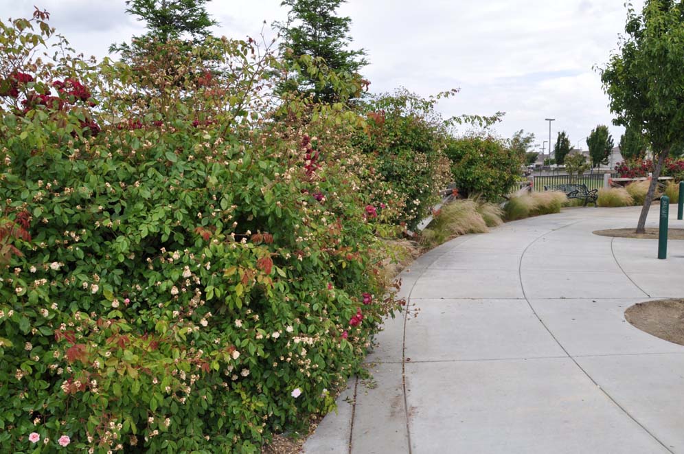 Park Shrub Roses