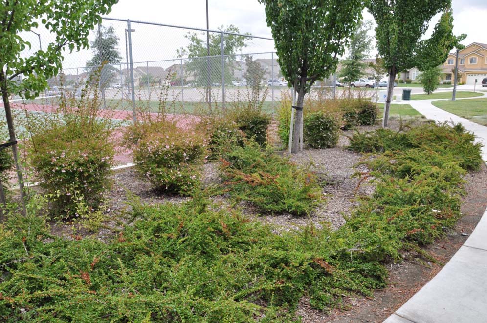 Park Border near Tennis Court