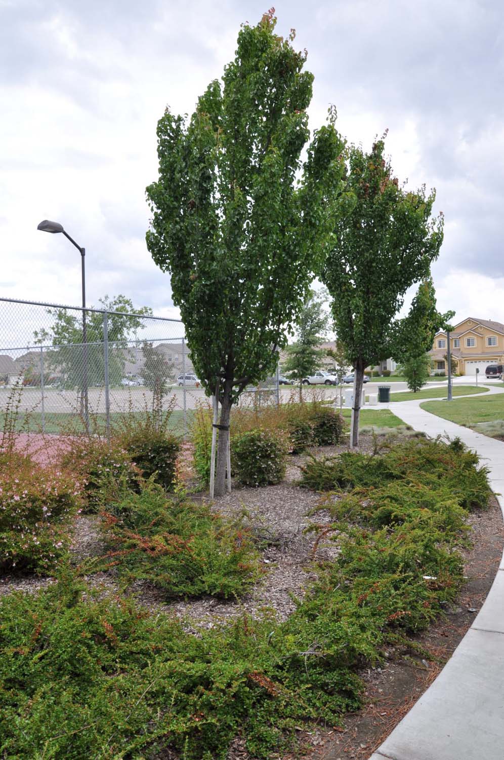 Park Column Pears