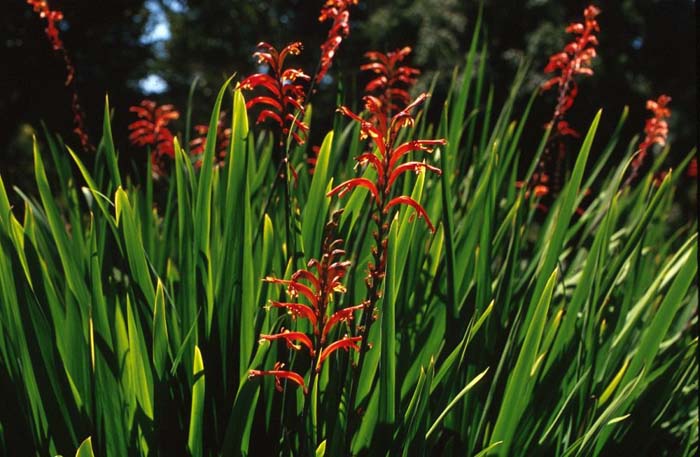 Plant photo of: Crocosmia X crocosmiiflora