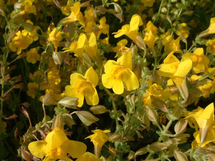 Plant photo of: Mimulus X hybrids