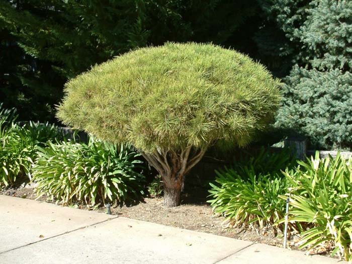 Plant photo of: Pinus densiflora 'Umbraculifera Dwarf'