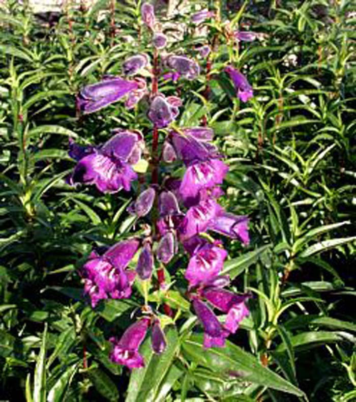 Plant photo of: Penstemon 'Midnight'