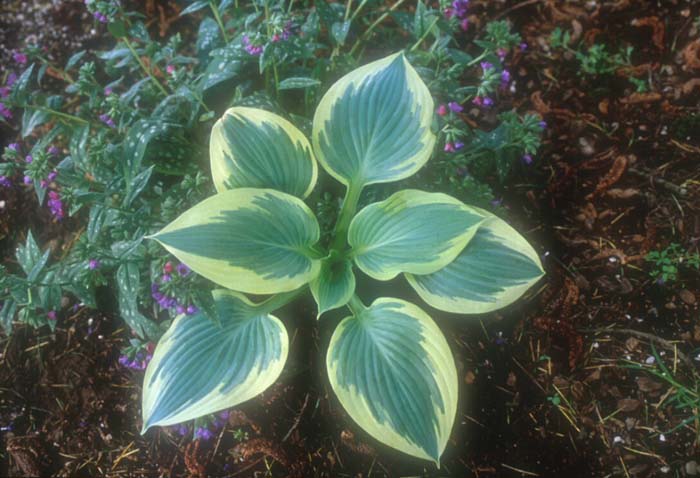 Plant photo of: Hosta hybrids