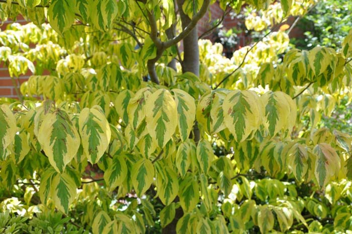 Plant photo of: Cornus florida 'Cherokee Daybreak'