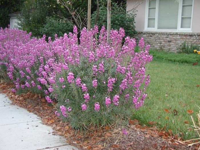 Plant photo of: Erysimum 'Bowles Mauve'