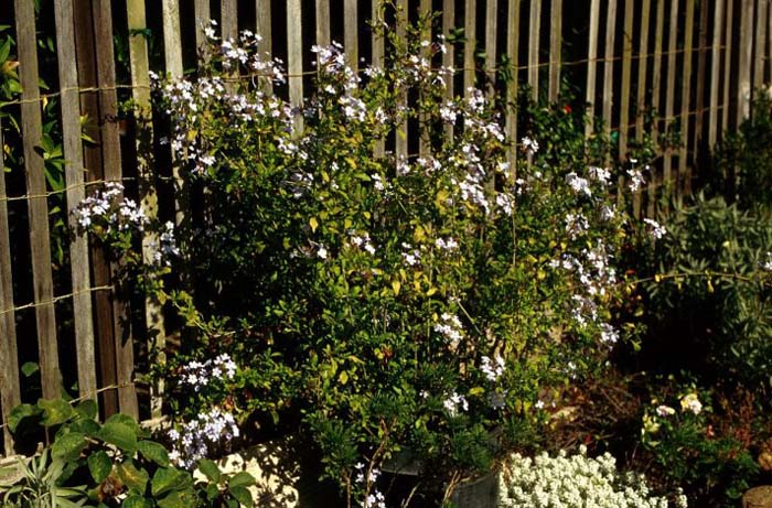 Plant photo of: Plumbago auriculata