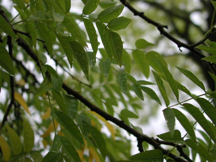 Plant photo of: Sophora japonica