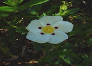 Crimson-Spot Rockrose