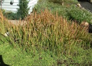 Japanese Blood Grass