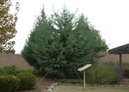 Arizona Cypress