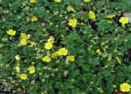 Ground Cover Potentilla