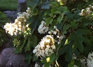 Dwarf Oakleaf Hydrangea