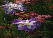 Japanese Iris Marbled Lavender