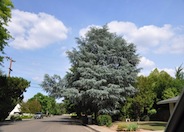 Blue Atlas Cedar