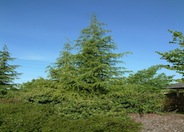 Deodar Cedar