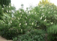 California Buckeye