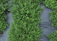 Common Thyme