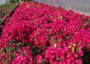 Barbara Karst Red Bougainvillea