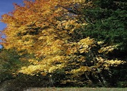 Big-Leaf Maple, Oregon or Canyon Ma