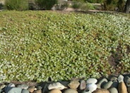 Ground Cover Myoporum