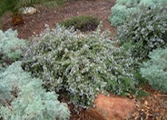 Prostrate Rosemary