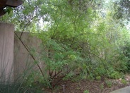 Mexican Elderberry