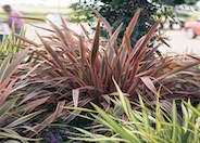 Pink Stripe N.Z. Flax