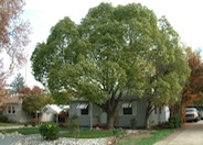 Camphor Tree