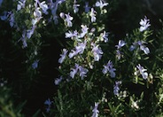 Huntington Carpet Rosemary