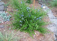 Blue Blossom Ceanothus