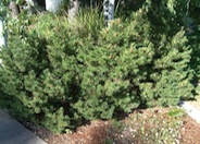 Mugho Pine