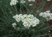 Fern Yarrow