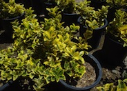 Gold Spot Euonymus