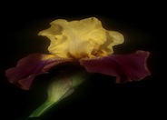 Blatant Bearded Iris