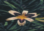 Cleopatra Daylily